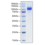 SDS-PAGE - Recombinant Mouse EGFR Protein (C-terminal His Tag) (A331561) - Antibodies.com