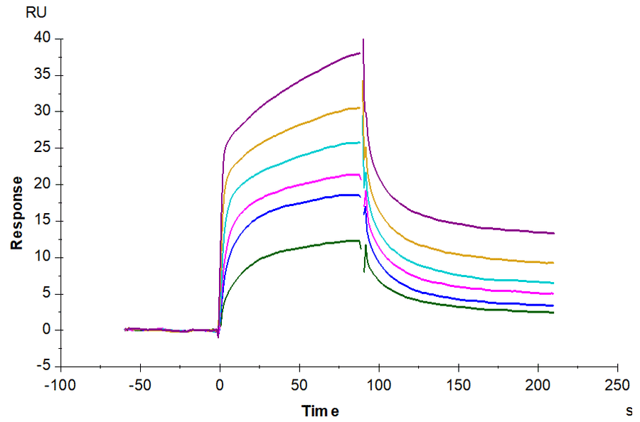 SPR Assay - Recombinant Mouse EGFR Protein (C-terminal His Tag) (A331561) - Antibodies.com