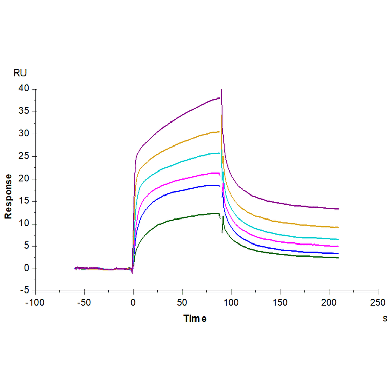 SPR Assay - Recombinant Mouse EGFR Protein (C-terminal His Tag) (A331561) - Antibodies.com