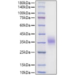 SDS-PAGE - Recombinant Mouse EPO Protein (C-terminal His and Avi Tag) (A331573) - Antibodies.com