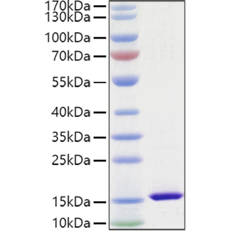 SDS-PAGE - Recombinant Mouse FABP4 Protein (C-terminal His Tag) (A331576) - Antibodies.com