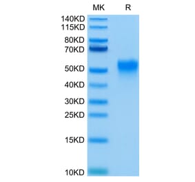 Tris-Bis PAGE - Recombinant Human CD16a Protein (C-terminal His and Avi Tag) (A331585) - Antibodies.com