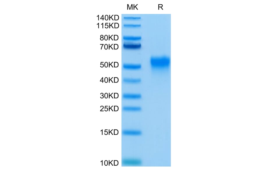 Tris-Bis PAGE - Recombinant Human CD16a Protein (C-terminal His and Avi Tag) (A331585) - Antibodies.com