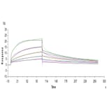 SPR Assay - Recombinant Human CD16a Protein (C-terminal His and Avi Tag) (A331585) - Antibodies.com