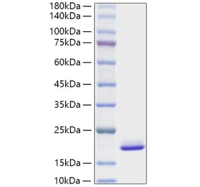 SDS-PAGE - Recombinant Mouse FGF1 Protein (A331589) - Antibodies.com