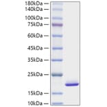 SDS-PAGE - Recombinant Mouse FGF1 Protein (A331589) - Antibodies.com