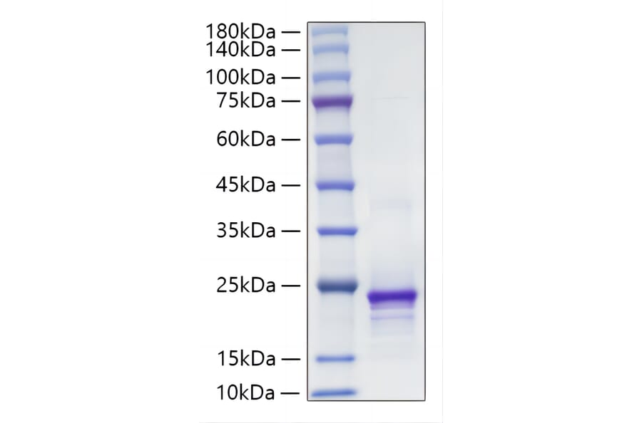 SDS-PAGE - Recombinant Mouse FGF10 Protein (A331590) - Antibodies.com