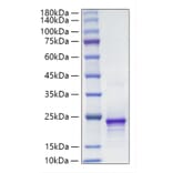 SDS-PAGE - Recombinant Mouse FGF10 Protein (A331590) - Antibodies.com
