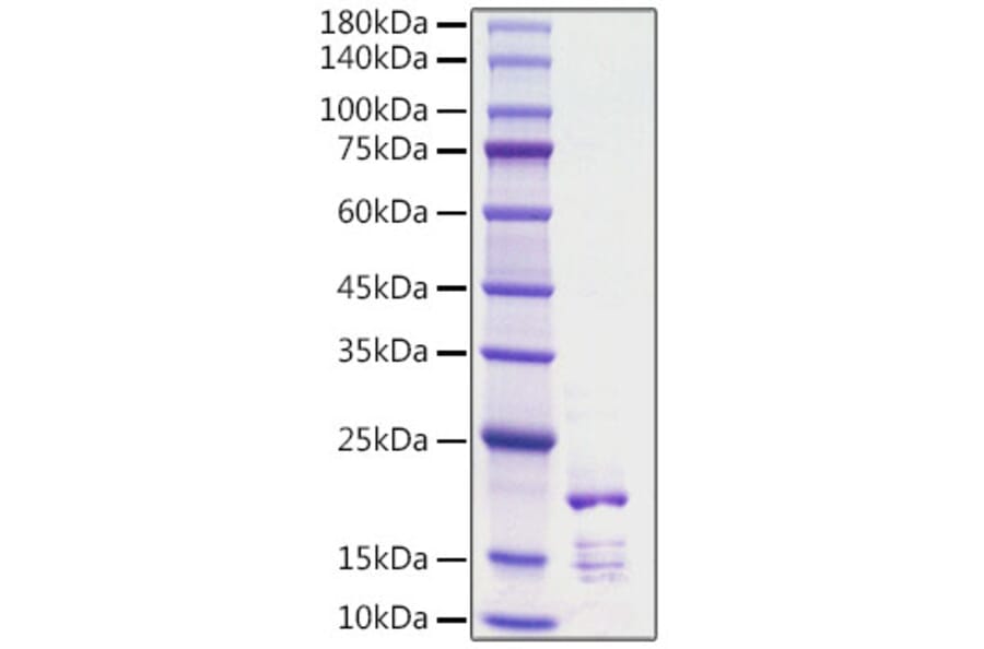 SDS-PAGE - Recombinant Rat FGF2 Protein (C-terminal His Tag) (A331591) - Antibodies.com