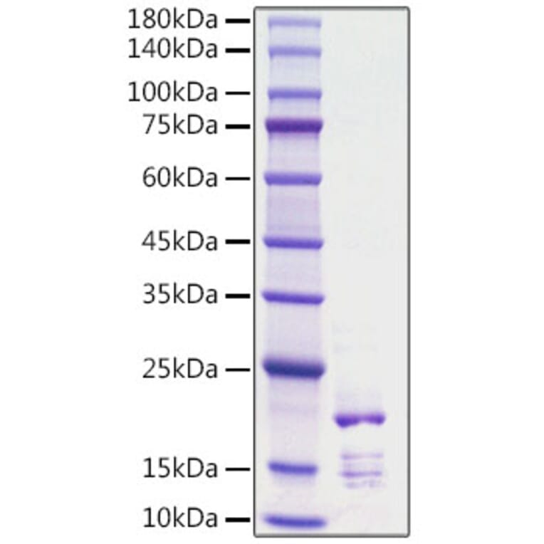 SDS-PAGE - Recombinant Rat FGF2 Protein (C-terminal His Tag) (A331591) - Antibodies.com