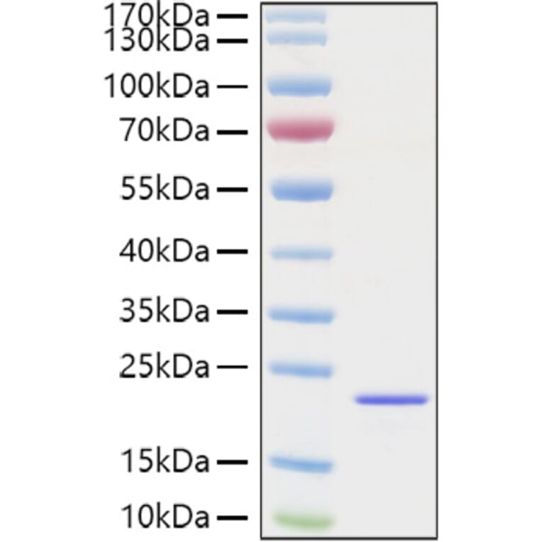 SDS-PAGE - Recombinant Mouse FGF2 Protein (C-terminal His Tag) (A331592) - Antibodies.com