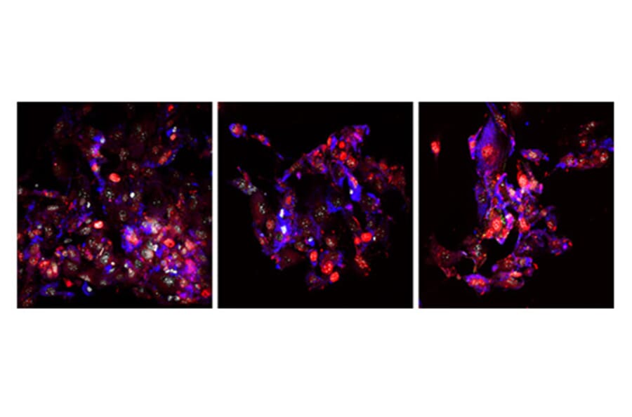 Immunofluorescence - Recombinant Mouse FGF2 Protein (C-terminal His Tag) (A331592) - Antibodies.com