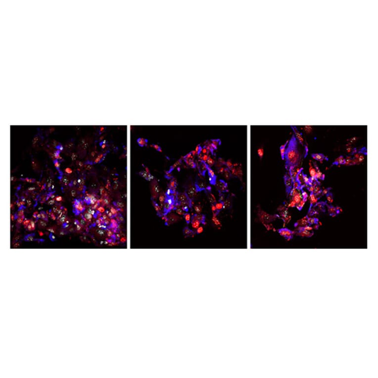 Immunofluorescence - Recombinant Mouse FGF2 Protein (C-terminal His Tag) (A331592) - Antibodies.com
