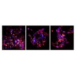 Immunofluorescence - Recombinant Mouse FGF2 Protein (C-terminal His Tag) (A331592) - Antibodies.com