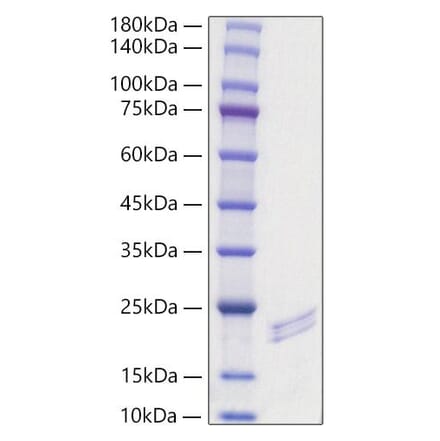 SDS-PAGE - Recombinant Mouse FGF6 Protein (A331594) - Antibodies.com