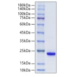 SDS-PAGE - Recombinant Mouse KGF Protein (A331595) - Antibodies.com