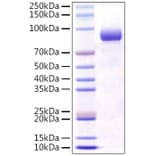 SDS-PAGE - Recombinant Mouse FGFR4 Protein (C-terminal Human Fc Tag) (A331599) - Antibodies.com