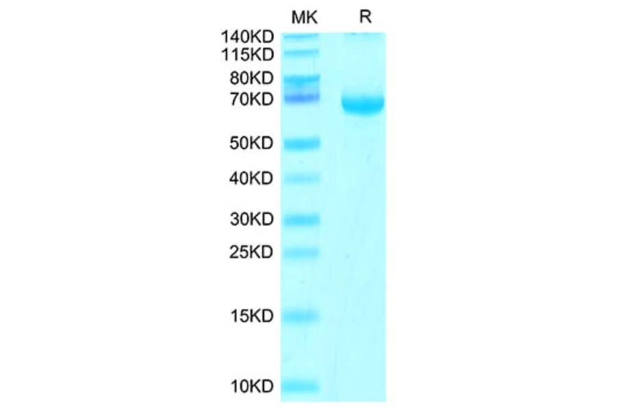 Tris-Bis PAGE - Recombinant Cynomolgus macaque FGL1 Protein (N-terminal Human Fc Tag) (A331600) - Antibodies.com
