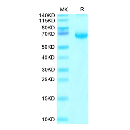 Tris-Bis PAGE - Recombinant Cynomolgus macaque FGL1 Protein (N-terminal Human Fc Tag) (A331600) - Antibodies.com