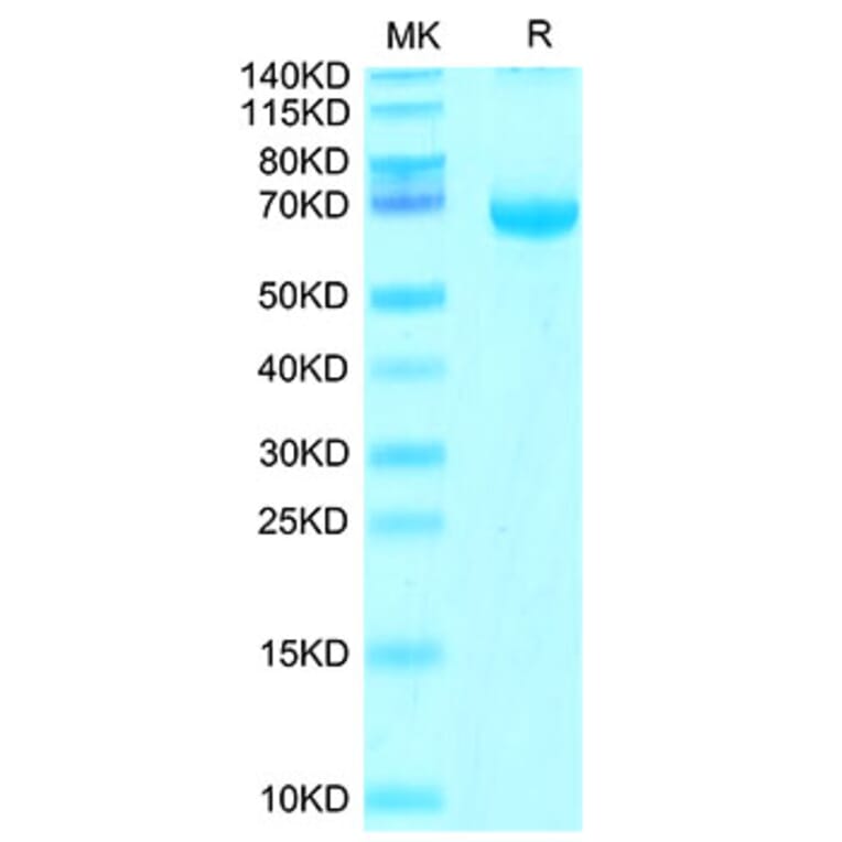 Tris-Bis PAGE - Recombinant Cynomolgus macaque FGL1 Protein (N-terminal Human Fc Tag) (A331600) - Antibodies.com