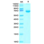 Tris-Bis PAGE - Recombinant Cynomolgus macaque FGL1 Protein (N-terminal Human Fc Tag) (A331600) - Antibodies.com