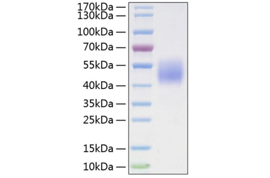 SDS-PAGE - Recombinant Mouse FSTL1 Protein (C-terminal His Tag) (A331604) - Antibodies.com