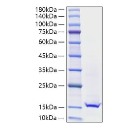 SDS-PAGE - Recombinant Mouse Galectin 1 Protein (A331605) - Antibodies.com