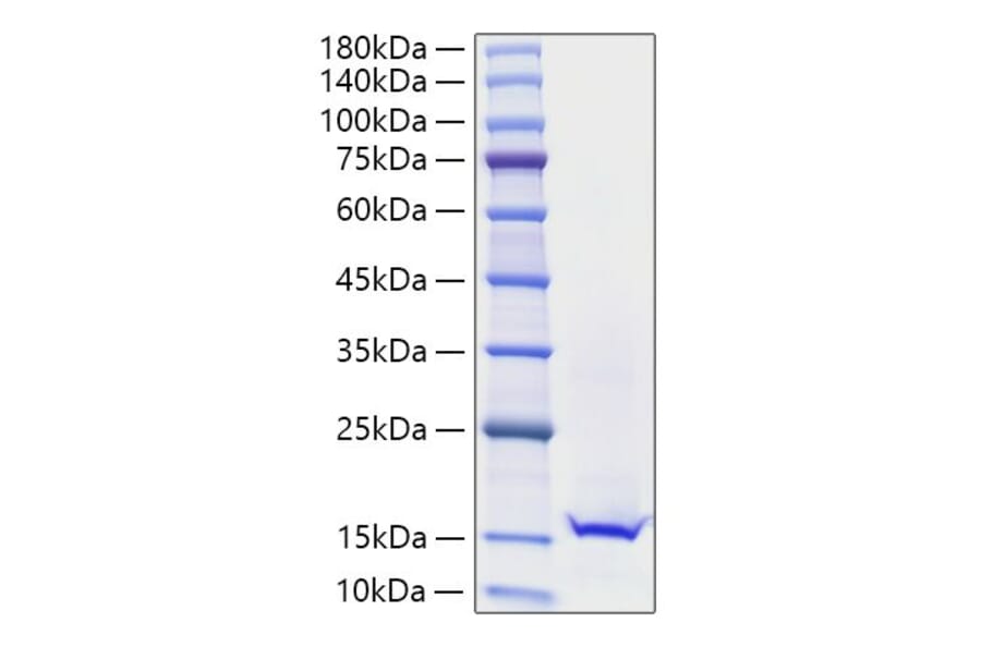 SDS-PAGE - Recombinant Mouse Galectin 1 Protein (A331605) - Antibodies.com