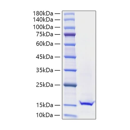 SDS-PAGE - Recombinant Mouse Galectin 1 Protein (A331605) - Antibodies.com