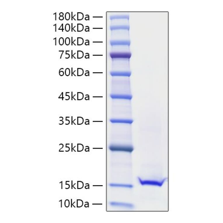 SDS-PAGE - Recombinant Mouse Galectin 1 Protein (A331605) - Antibodies.com