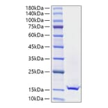 SDS-PAGE - Recombinant Mouse Galectin 1 Protein (A331605) - Antibodies.com
