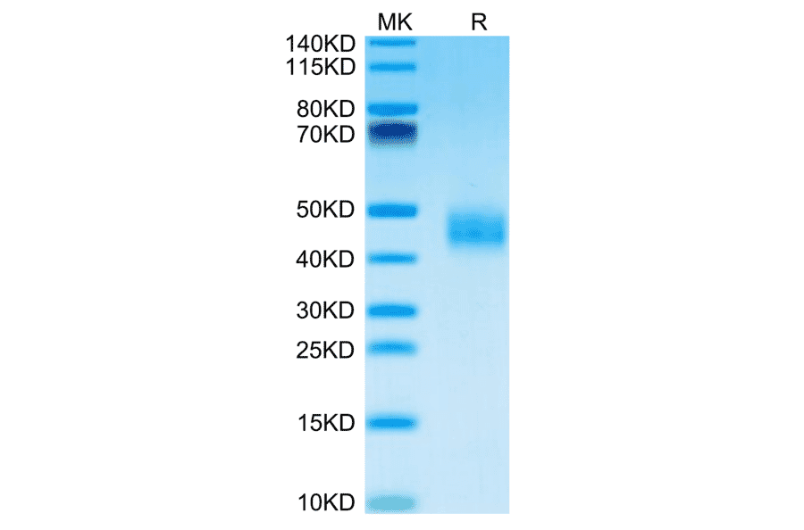 SDS-PAGE - Recombinant Mouse Galectin 3 Protein (C-terminal His Tag) (A331606) - Antibodies.com