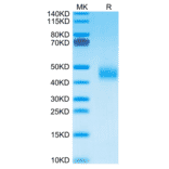 SDS-PAGE - Recombinant Mouse Galectin 3 Protein (C-terminal His Tag) (A331606) - Antibodies.com