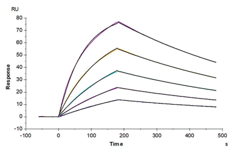 SPR Assay - Recombinant Mouse GAS6 Protein (C-terminal His Tag) (A331609) - Antibodies.com
