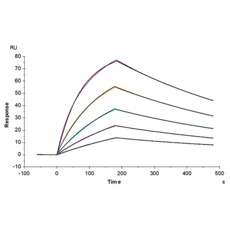 SPR Assay - Recombinant Mouse GAS6 Protein (C-terminal His Tag) (A331609) - Antibodies.com