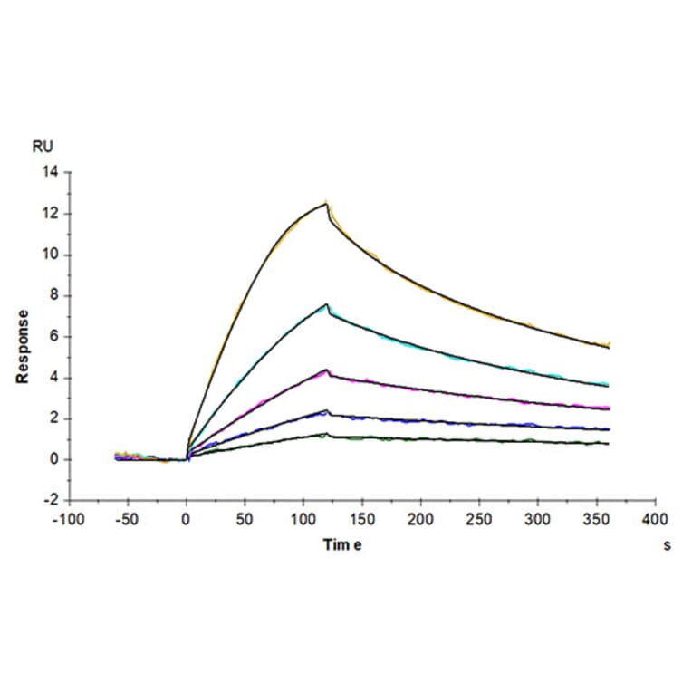 SPR Assay - Recombinant Mouse GFRAL Protein (N-terminal His and Avi Tag) (A331610) - Antibodies.com