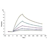 SPR Assay - Recombinant Mouse GFRAL Protein (N-terminal His and Avi Tag) (A331610) - Antibodies.com