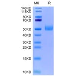 Tris-Bis PAGE - Recombinant Mouse GFRAL Protein (Biotin) (N-terminal His and Avi Tag) (A331611) - Antibodies.com