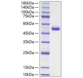 SDS-PAGE - Recombinant Mouse TNFSF18 Protein (N-terminal Human Fc Tag) (A331612) - Antibodies.com