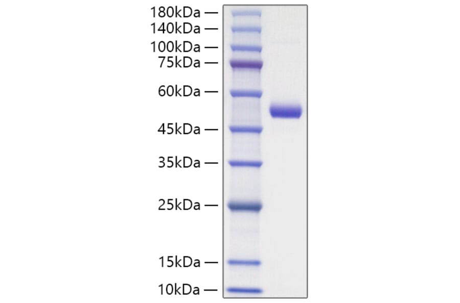 SDS-PAGE - Recombinant Mouse TNFSF18 Protein (N-terminal Human Fc Tag) (A331612) - Antibodies.com