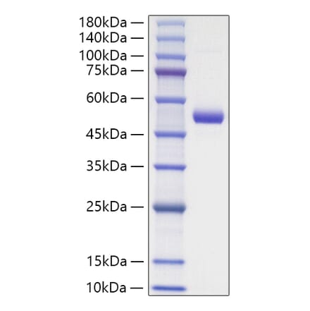 SDS-PAGE - Recombinant Mouse TNFSF18 Protein (N-terminal Human Fc Tag) (A331612) - Antibodies.com