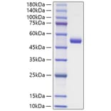 SDS-PAGE - Recombinant Mouse TNFSF18 Protein (N-terminal Human Fc Tag) (A331612) - Antibodies.com