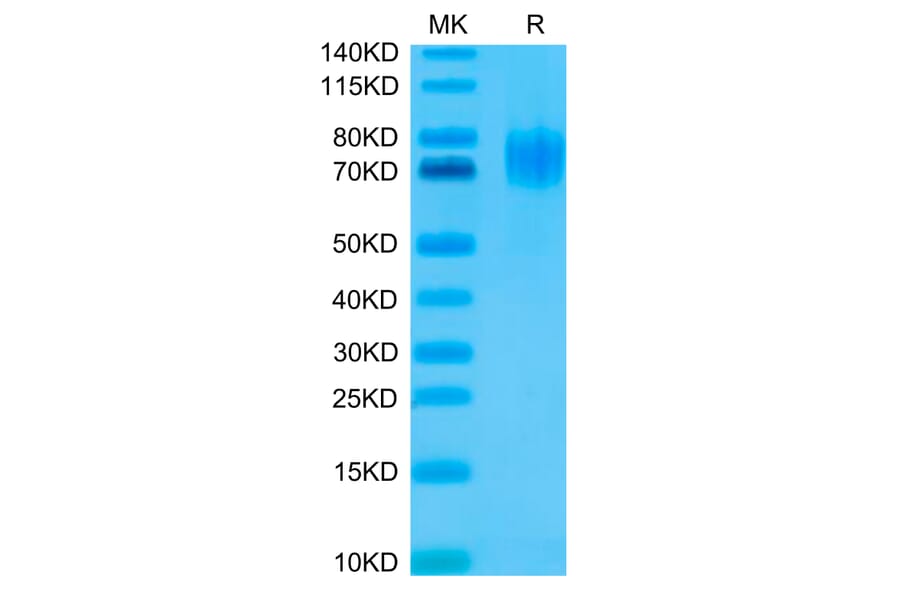 Tris-Bis PAGE - Recombinant Human EGFR Protein (C-terminal His and Avi Tag) (A331622) - Antibodies.com