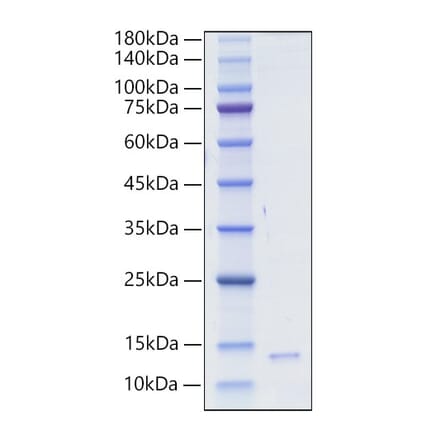 SDS-PAGE - Recombinant Human/Mouse/Rat HMGB1 Protein (A331623) - Antibodies.com