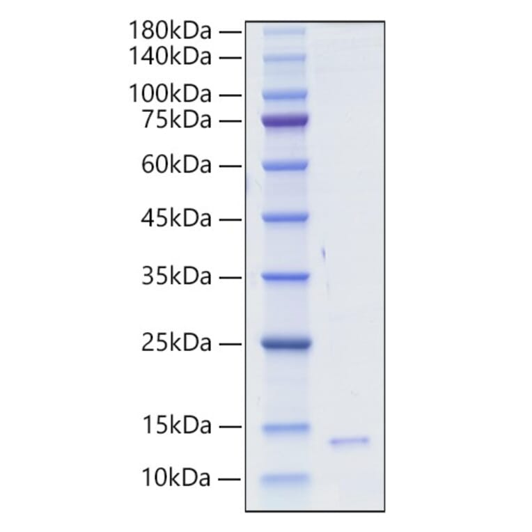 SDS-PAGE - Recombinant Human/Mouse/Rat HMGB1 Protein (A331623) - Antibodies.com