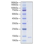 SDS-PAGE - Recombinant Human/Mouse/Rat HMGB1 Protein (A331623) - Antibodies.com