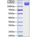 SDS-PAGE - Recombinant Mouse ICAM1 Protein (C-terminal Human Fc and His Tag) (A331625) - Antibodies.com
