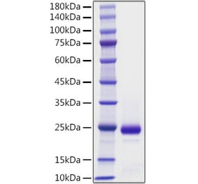 SDS-PAGE - Recombinant Mouse Interferon alpha 2 Protein (A331629) - Antibodies.com