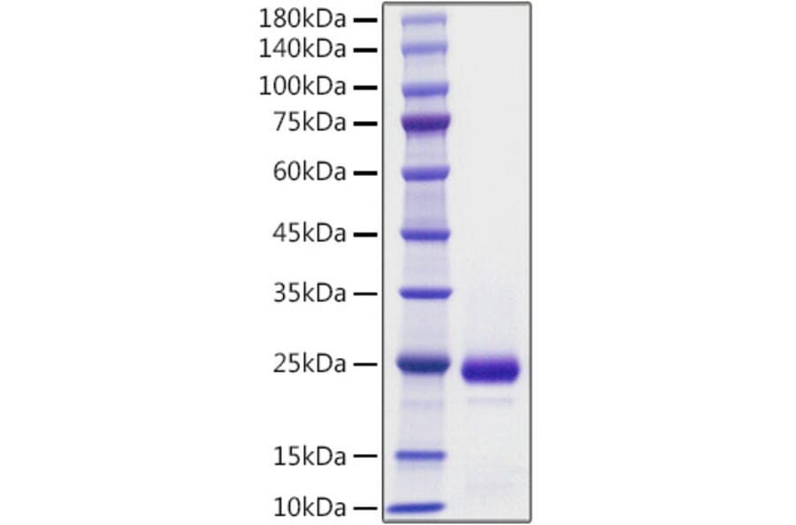 SDS-PAGE - Recombinant Mouse Interferon alpha 2 Protein (A331629) - Antibodies.com