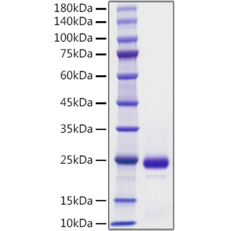 SDS-PAGE - Recombinant Mouse Interferon alpha 2 Protein (A331629) - Antibodies.com